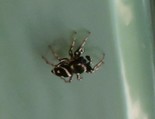 Heliophanus apiatus